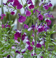 SALVIA AMETHYST LIPS