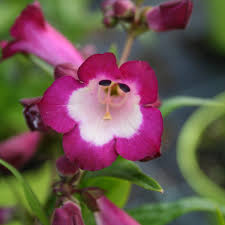 Penstemon Polaris Purple