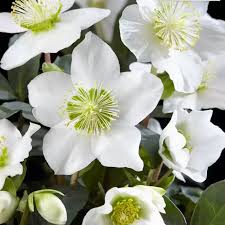 Helleborus n. Christmas Carol