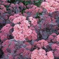 Stonecrops Sedum Purple Emperor (2Ltr Pot)