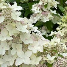 HYDRANGEA PAN. CONFETTI