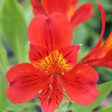 Alstroemeria Oriana