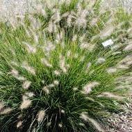 Pennisetum-alop.-Hameln-Planted-1