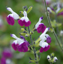 SALVIA AMETHYST LIPS