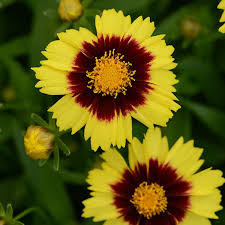 Tickseed (Coreopsis UpTick Yellow And Red)