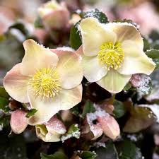 Helleborus Cinnamon Snow