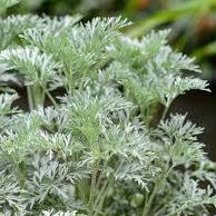 Artemisia Powys Castle