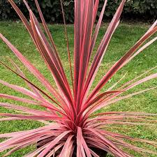 CORDYLINE A. CHARLIE BOY