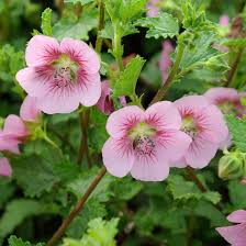 ANISODONTEA Lady in Pink