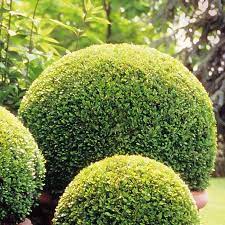 Buxus-semp-Ball-1