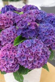 Hydrangea Macrophylla Ningbo Lilac (14cm Pot)