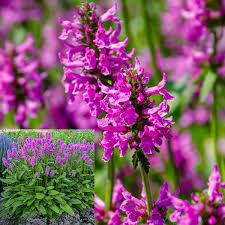 STACHYS Summer Romance