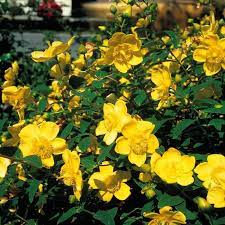 Hypericum Hidcote