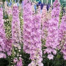 Delphinium MF Deep Rose White Bee