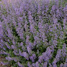 NEPETA faas. Walkers Low