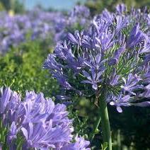 AGAPANTHUS umbellatus Ovatus