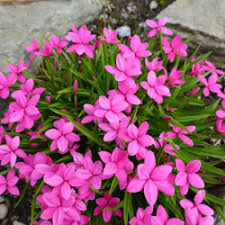 Rhodohypoxis baurii Ruth