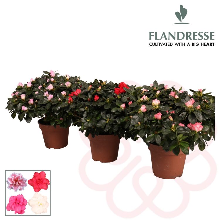 Azalea-Simsii-Mix-Potted-1