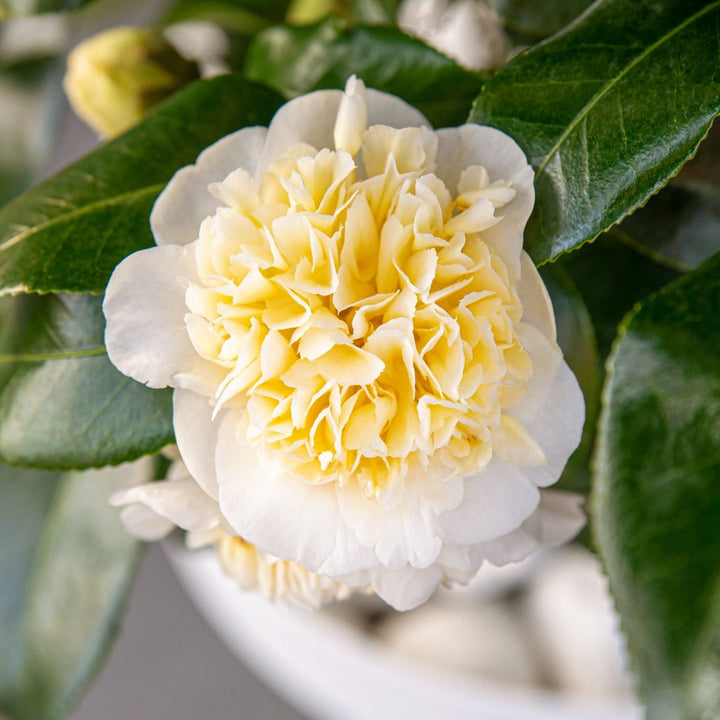 Camellia wil. Jurys Yellow