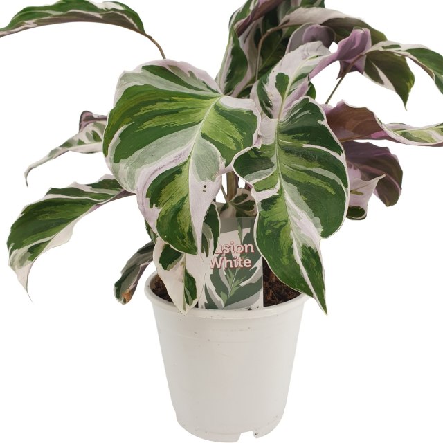 Peacock Plant Calathea Fusion White (14cm Pot)