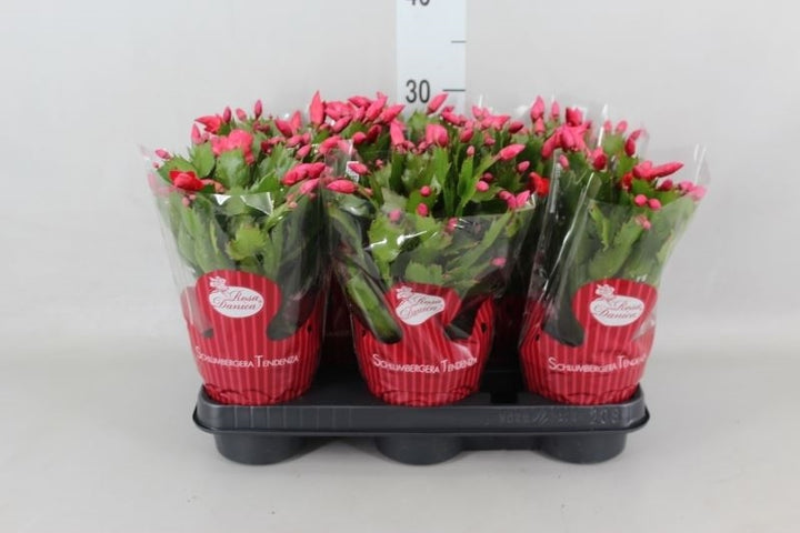 Schlumbergera Danica - red