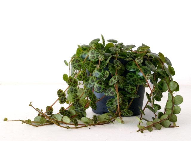 String of Turtles Peperomia Prostrata (8cm Pot)