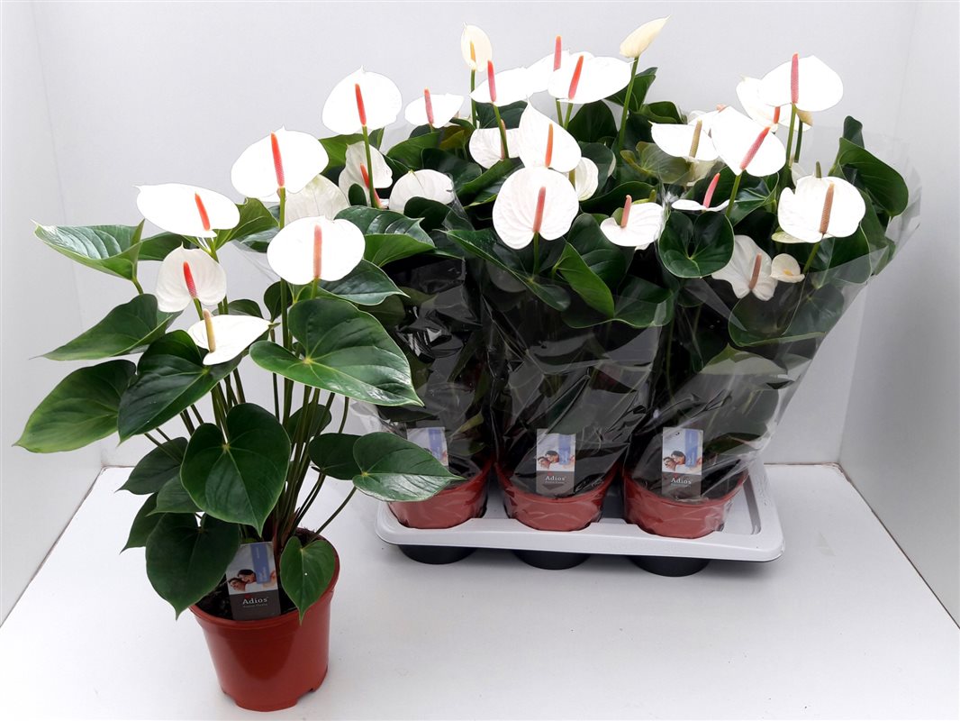 Anthurium and. Adios White  P17