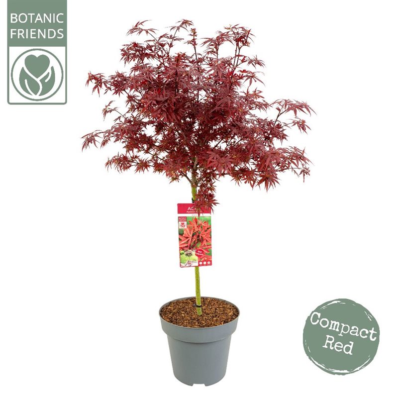 Acer palmatum Shaina  40 CM STAM C12