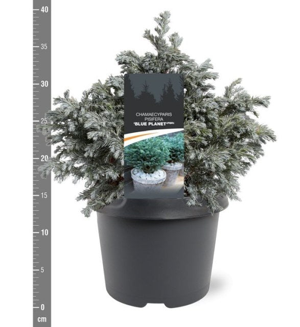 False Cypress Chamaecyparis Pisifera Blue Planet (3Ltr Pot)