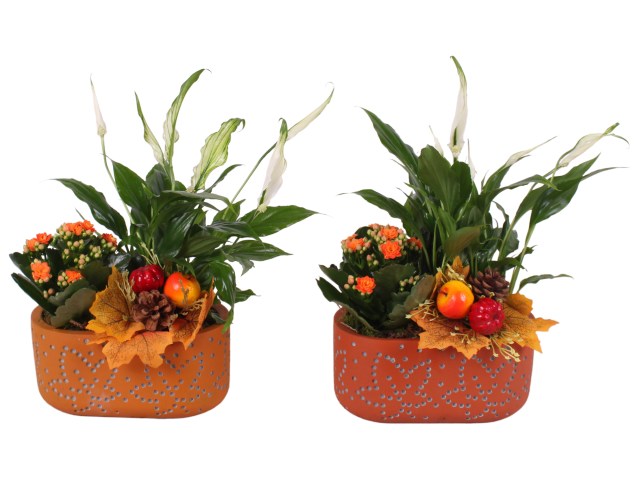 Autumn indoor arrangement / 19 cm ceramic pot