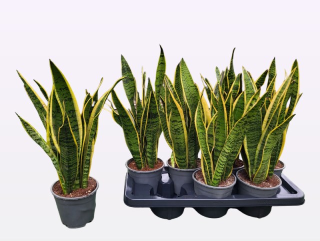 Sansevieria trif. Laurentii  P14