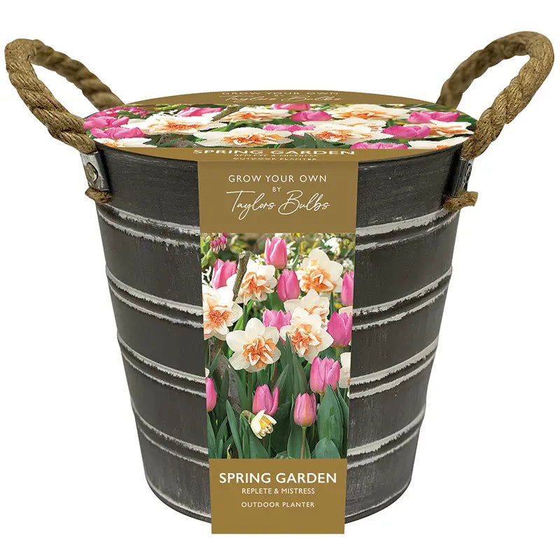 OUTDOOR NARCISSUS & TULIP BUCKET X6