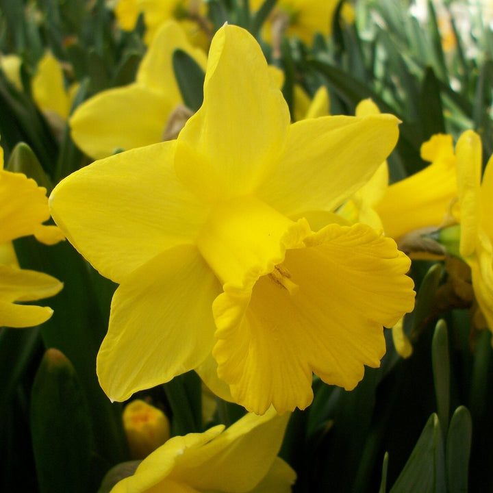 NARCISSUS GOLDEN TRUMPETS 5KG