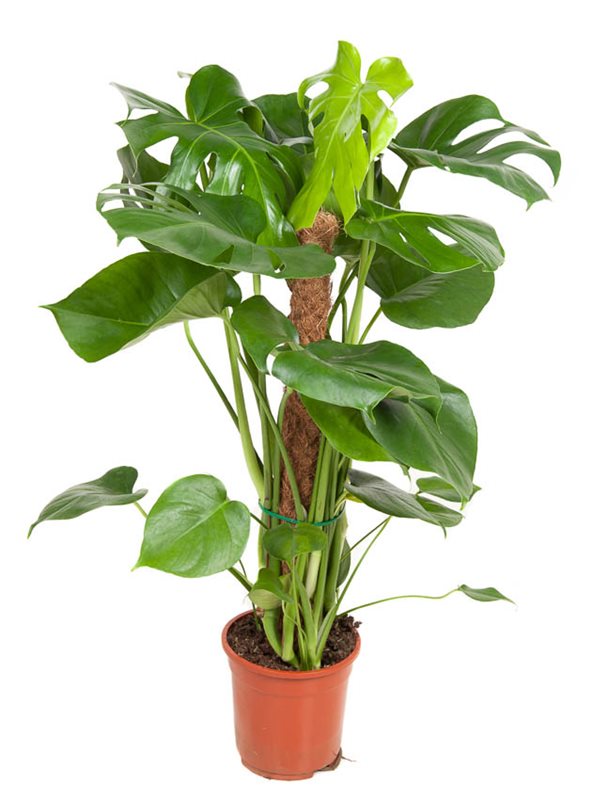 Swiss Cheese Plant Monstera deliciosa  (19cm Pot on Pole)