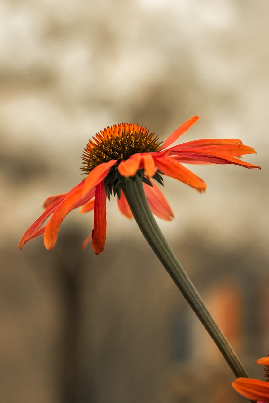 ECHINACEA Prima Saffron