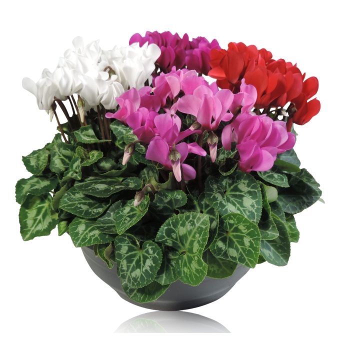 Cyclamen Carnaval  23 cm bowl