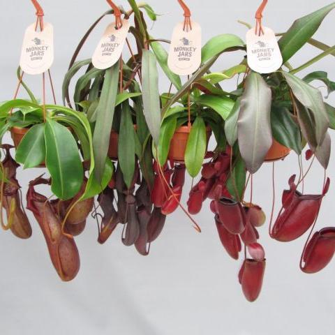 Nepenthes mix  P14 - hanging pot