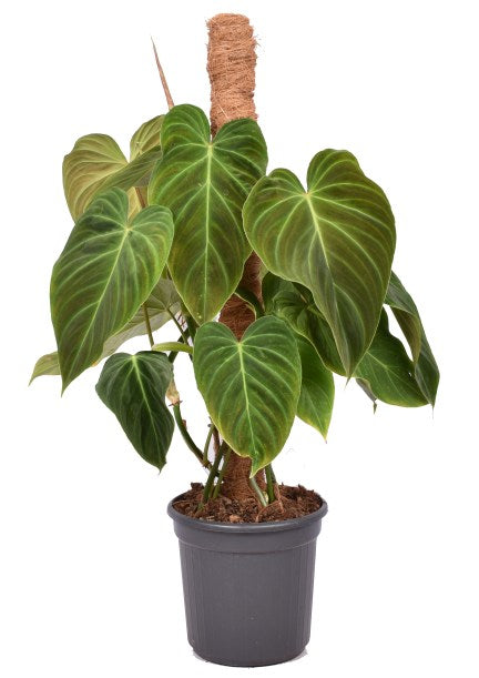 Philodendron Splendid  P16  mosspole