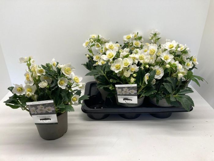 Helleborus noger  Special Selection  / 2 Ltr pot