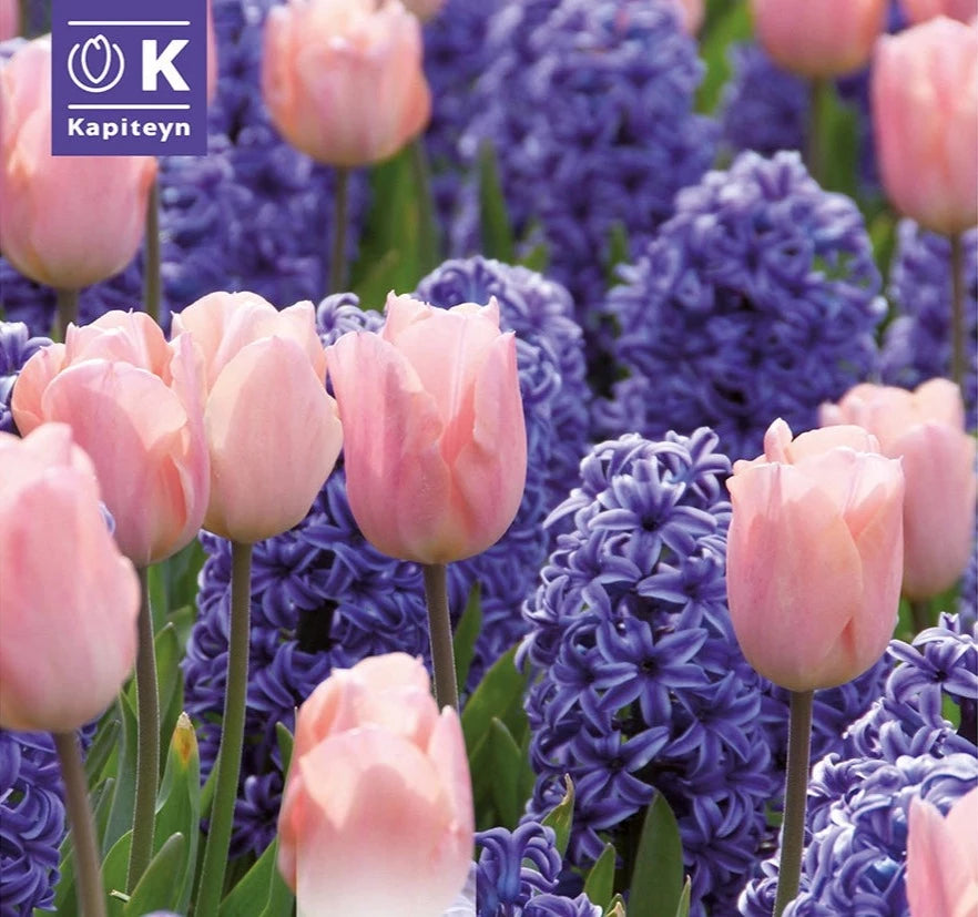 COMBI HYACINTHUS BLUE & TULIPA PINK x 15