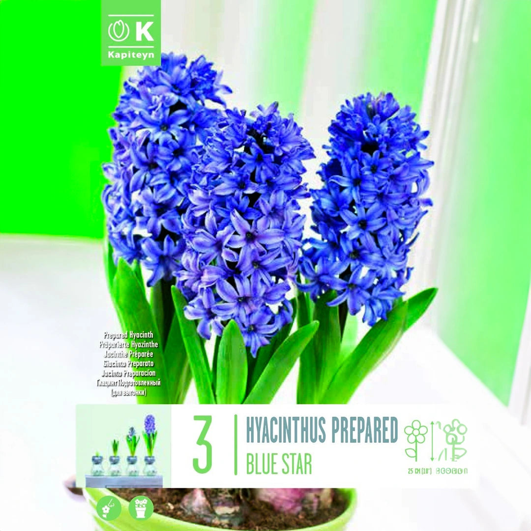 HYACINTHUS EF BLUE STAR 3 Bulbs