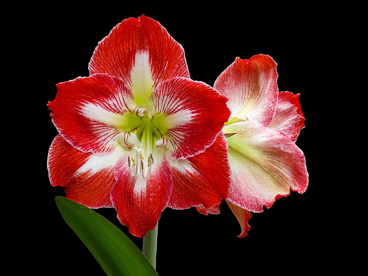 Hippeastrum-Exclusive-mix-red