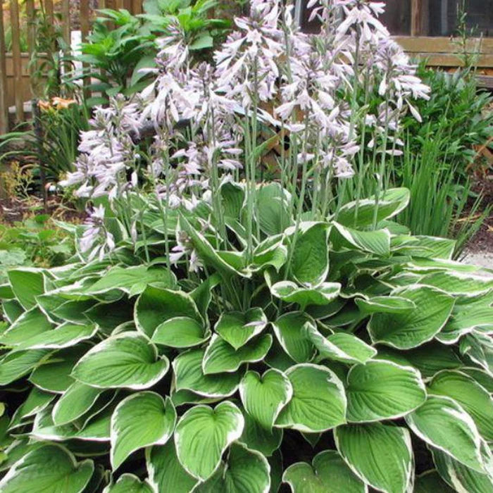 Hosta Francee