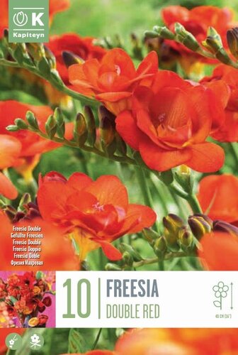 FREESIA RED 10