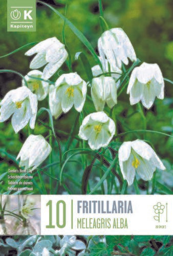 FRITILLARIA MELEAGRIS ALBA X 10