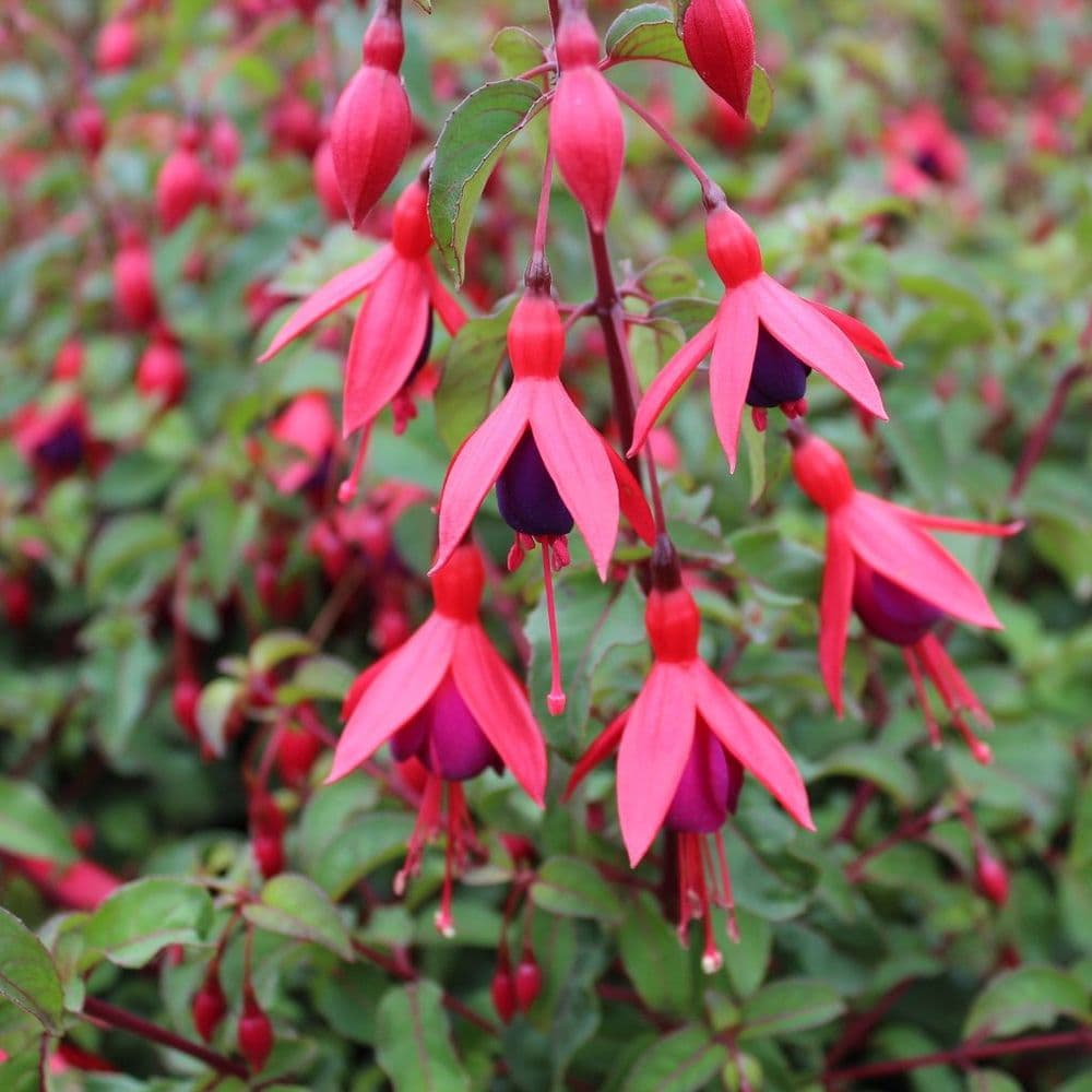 Fuchsia Mrs Popple