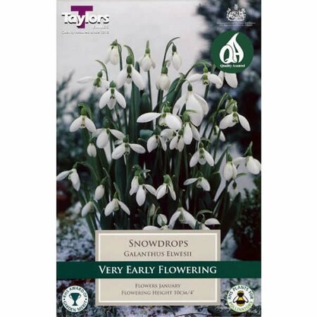 GALANTHUS ELWESII