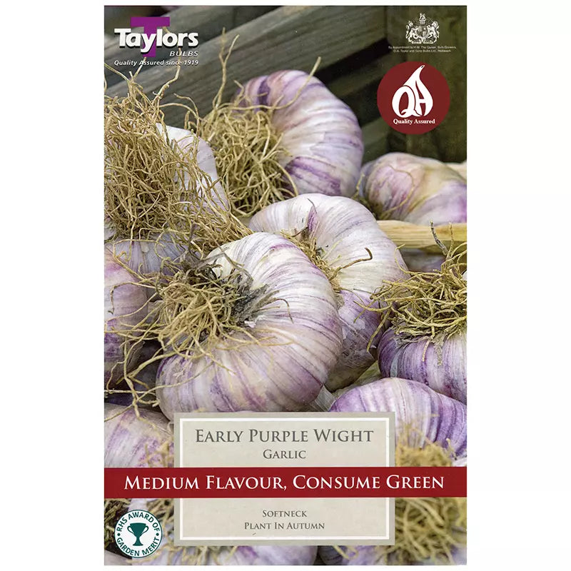 GARLIC EARLY PURPLE WIGHT