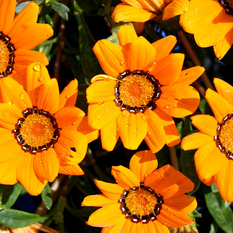 Gazania rigens (splendens)