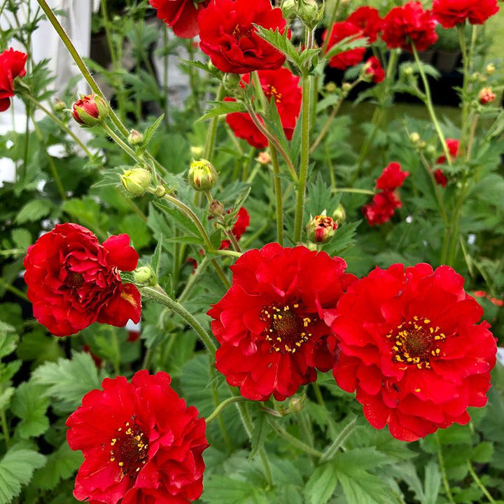 GEUM Blazing Sunset